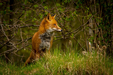 red fox in the woods