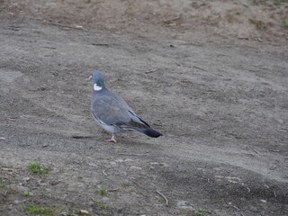 Fototapeta premium pigeon on the beach