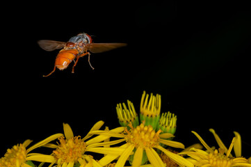 Hover fly  flower