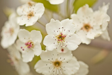 White tree blossom flowers