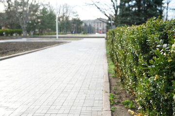Fototapeta premium A well landscaped hedge of bushes boxwood, background. Outdoor, spring.