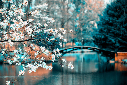 Widok na wiosenny park z mostem i kwitnącymi magnoliami © anettastar