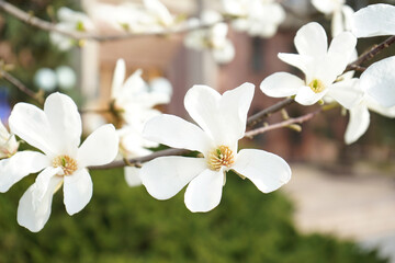 Fototapeta premium Magnolia white blossom tree flowers, close up. Outdoor, spring.