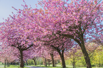 Fototapeta na wymiar Cherry blossom on an avenue of trees