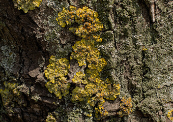 Lichen spread on the bark of a tree