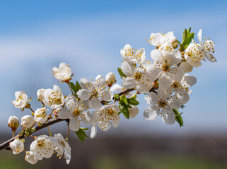 White flowers and young green cherry leaves on a blue sky background