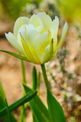 Yellow tulip in spring