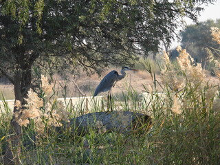 heron by the river