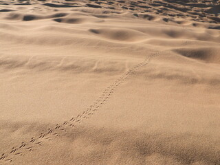 sand dunes in the desert