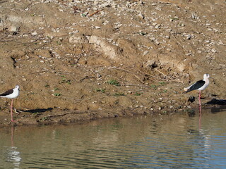 cigüeñuela, ave de largas patas de tono rosa y plumas y pico color blanco y negro en las aguas del estanque de ivars y vila sana, lérida, españa, europa 