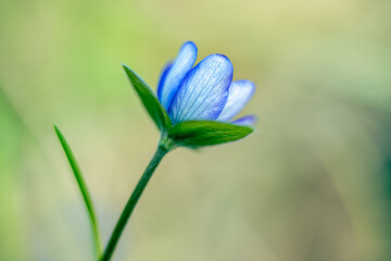 blue flower in the grass