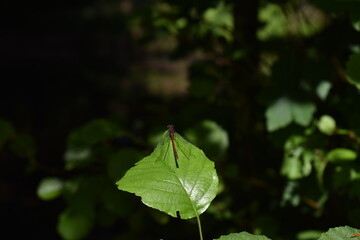 green leaf with rote Libelle