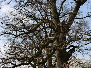 tree in the sky