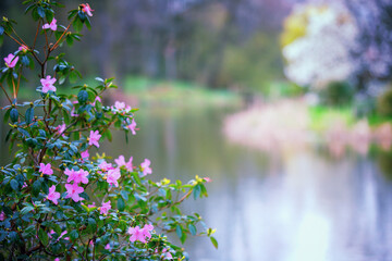 Widok na wiosenny staw, kwitnące różowe azalie © anettastar