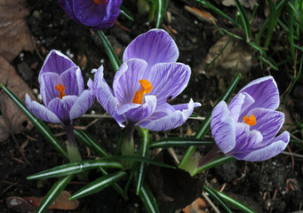 Fototapeta premium Three purple crocus flowers close up
