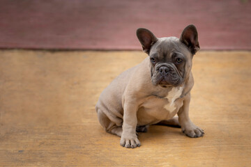 cachorro Bull dog Frances sentado en el parque. imagen con espacio para texto