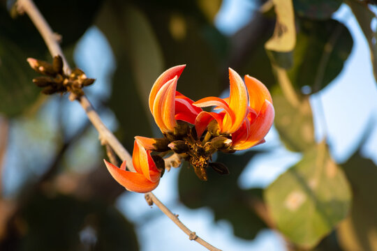 Bastard teak flower bloom in india
