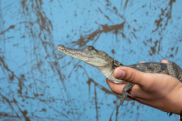 Cocodrilo bebe tomado con las manos con un fondo de color azul