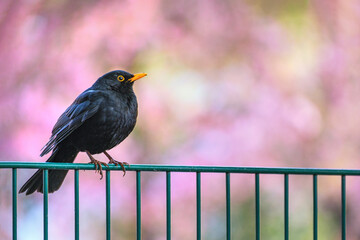 blackbird on a fence