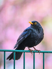 blackbird on a fence