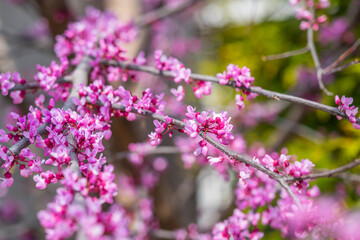 Closeup of Eastern Redbud flowers in bloom on a branch