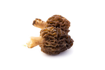 Morilles