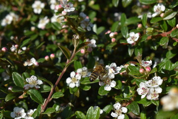 flowers with wasp in the park 