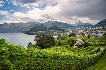 Plantation of grape on the shore of lake Thun near the town of Spiez of the canton Bern, Switzerland