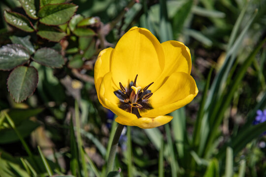 yellow tulip flowe