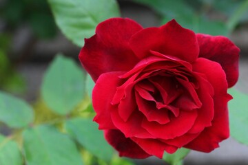 赤色の薔薇の花