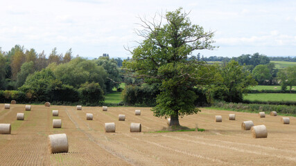 Straw bales in the summertime.