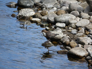 Fototapeta premium dipper (Cinclus cinclus) perched on stone in river, with nest building material in beak