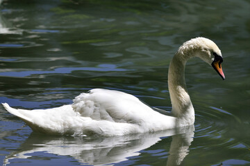 White swan on a quiet lake