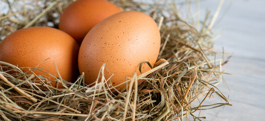 Closeup raw white brown organic fresh eggs shell with yolk from happy chicken hen free range farm on nature hatch grass straw nest healthy protein food symbol of spring season birth easter festival