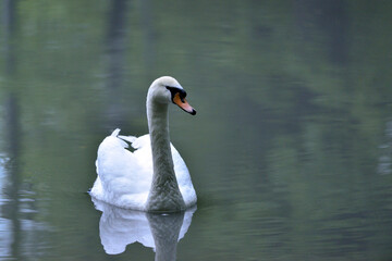 White swan on a quiet lake