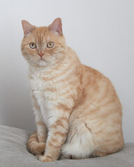 Red-haired cat on a gray background, Scottish straight