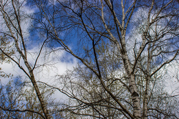 bright green young spring birch leaves and catkins backlit by sun