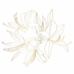 Rhododendron, oleander flower. Hand drawn spring blossoms golden poster. Engraved botanical line art. Vintage illustration.