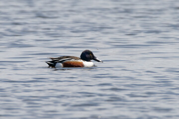 Shovelling duck in profile