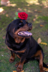 Cute watchdog with adorable eyes looking in distance and holding red rose on the head, funny rottweiler pet relaxing in the garden. Sweet puppy outdoors