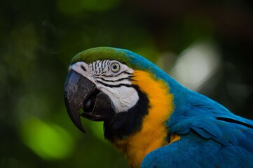 blue and yellow macaw