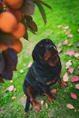 Beautiful domestic pet sitting under the persimmon tree in autumn garden, adorable puppy looking on camera. Amazing autumn landscape and cute pet relaxing among the autumn leaves on nature background