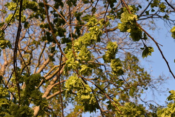 yellow leaves