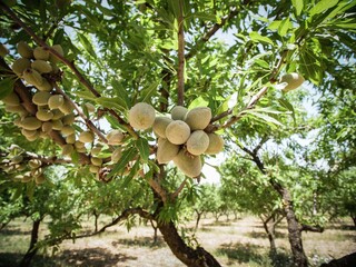 Unripe  almonds on the tree in the summer