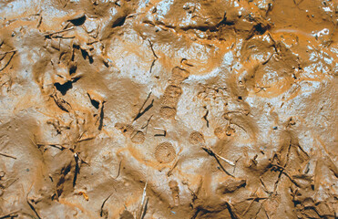 Detail of the cantabrian grouse (Tetrao urogallus cantabricus) footprint on wet mud. This is a subspecies of the western capercaillie in the grouse family Tetraonidae.