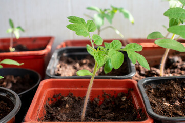 Seedling green tomato in the pots