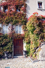 Fototapeta na wymiar Liana, Maiden grapes on the walls of a Swiss historic house
