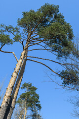 A tall pine tree soaring into the sky with a lush green crown against the background of a juicy blue sky. Background.