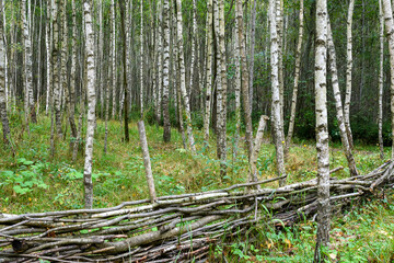 A fence made of wicker branches in a birch grove. Summer. Background.