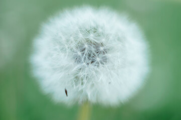 dandelion head